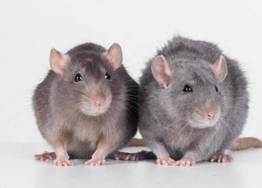3 tipp a patkányok ellen