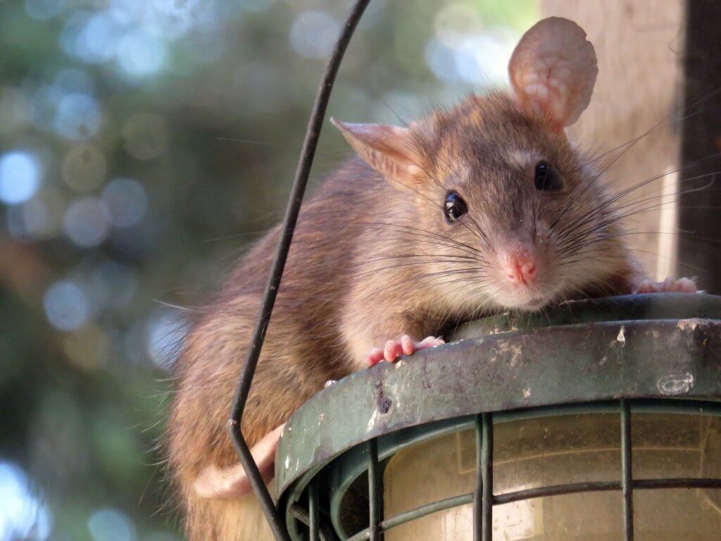 Miért fontos a kora tavaszi patkányirtás?