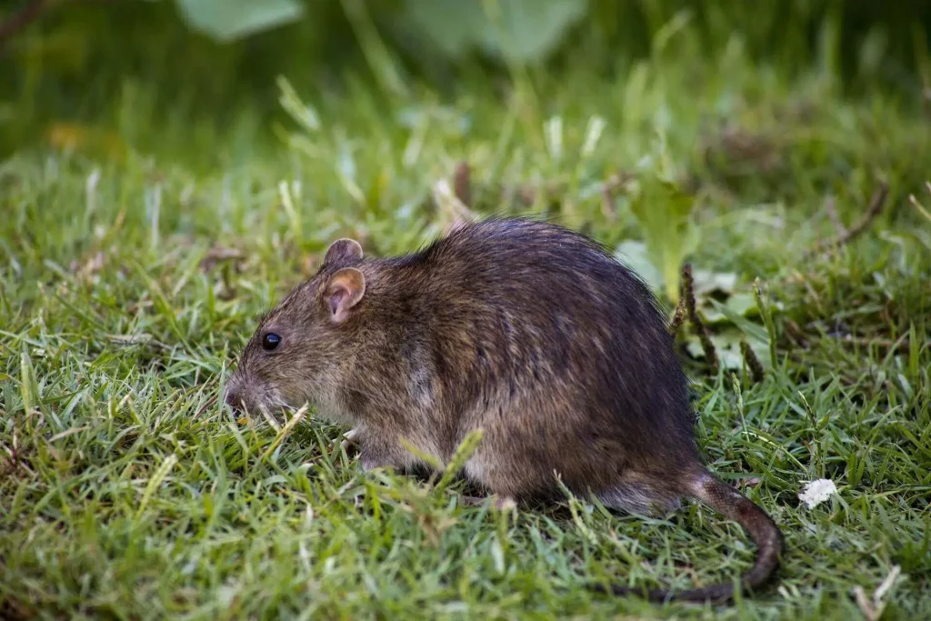 A patkányok és a pestis története