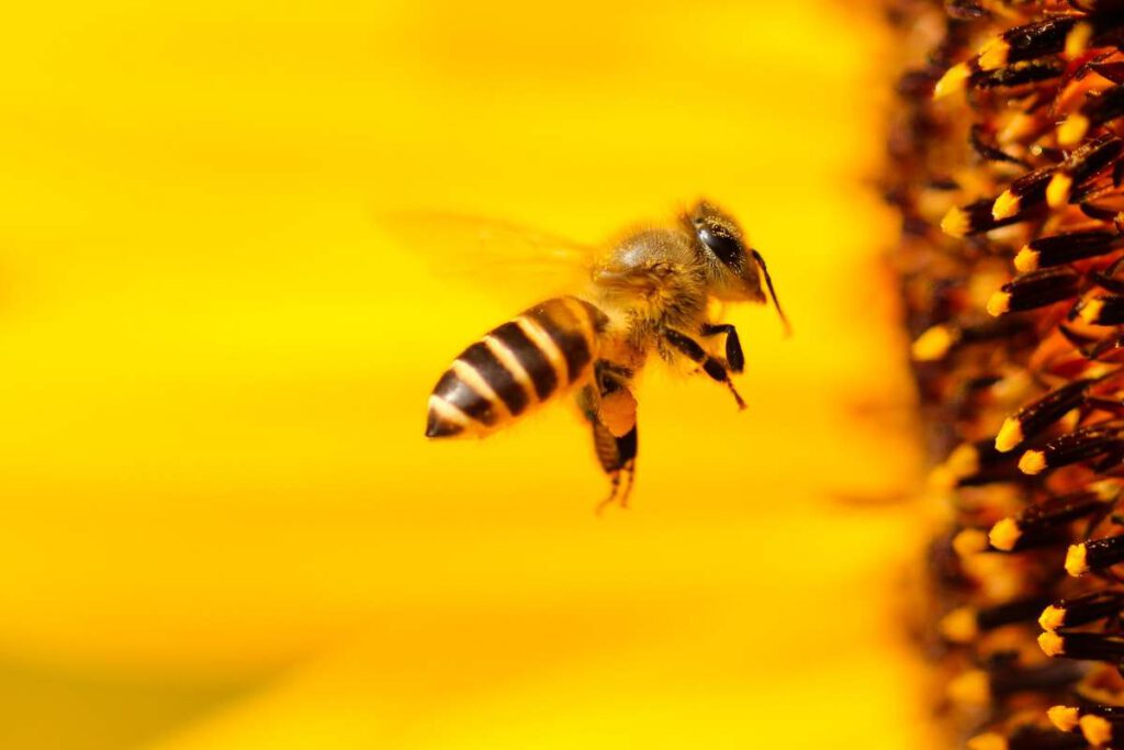 Méh vagy darázs? Így tudod eldönteni